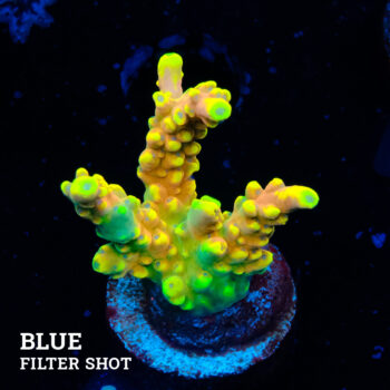 Acropora 'Bali Shorty'