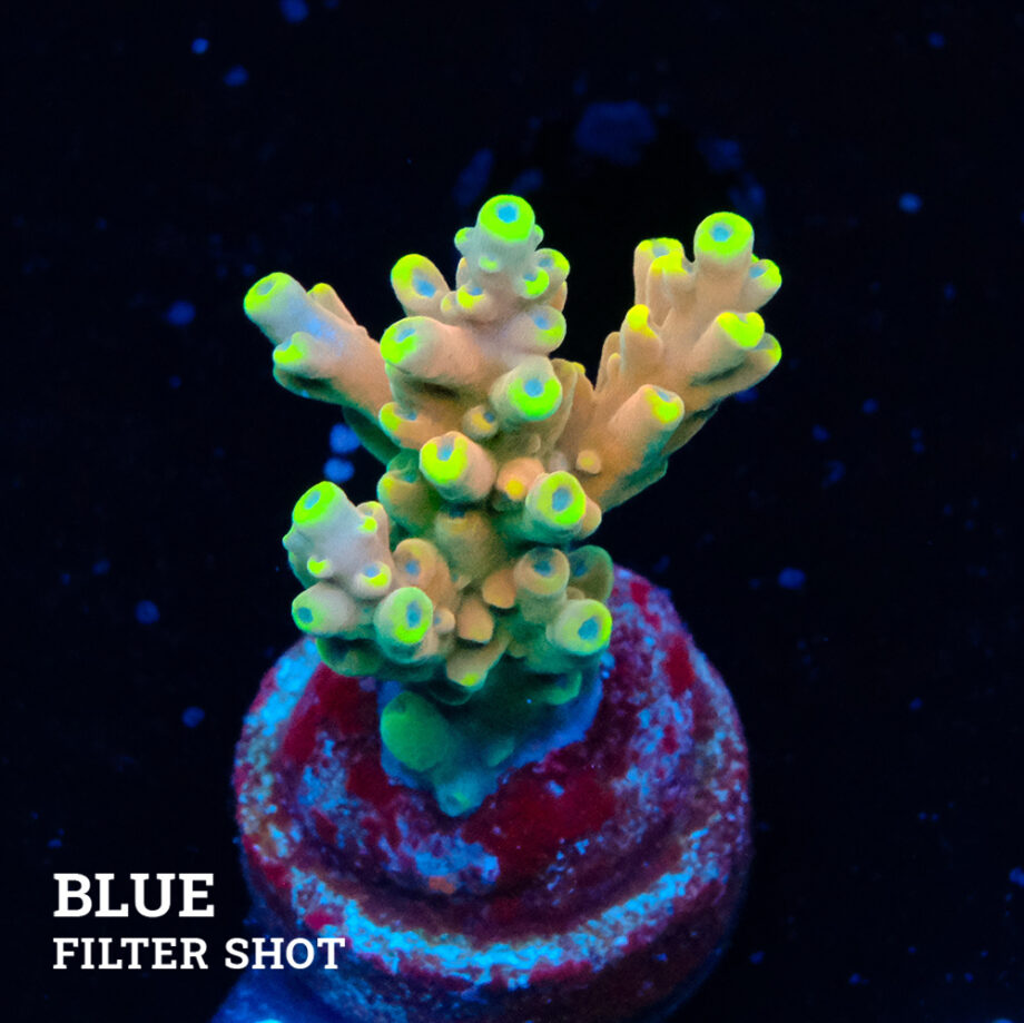 Acropora 'Bali Shorty'