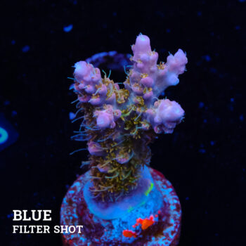 Acropora 'Confetti