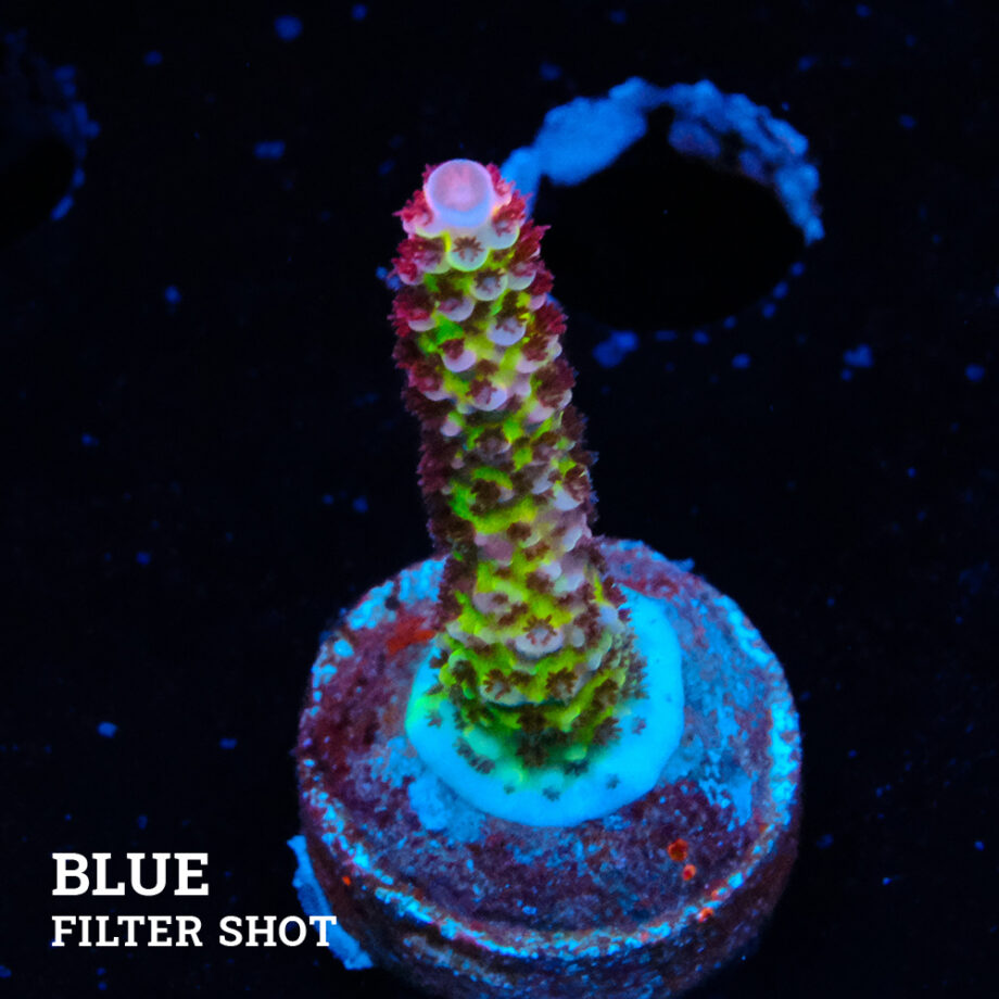 Acropora 'Fluo Bicolor'
