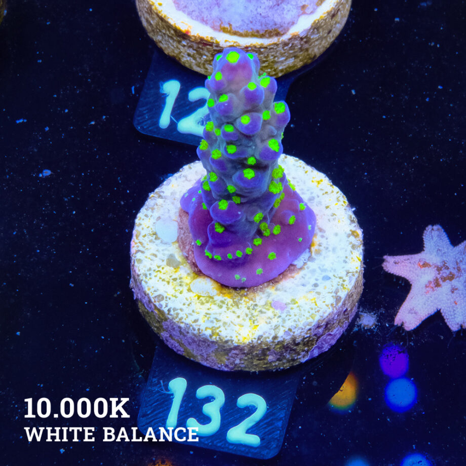 Acropora 'Tricolor'