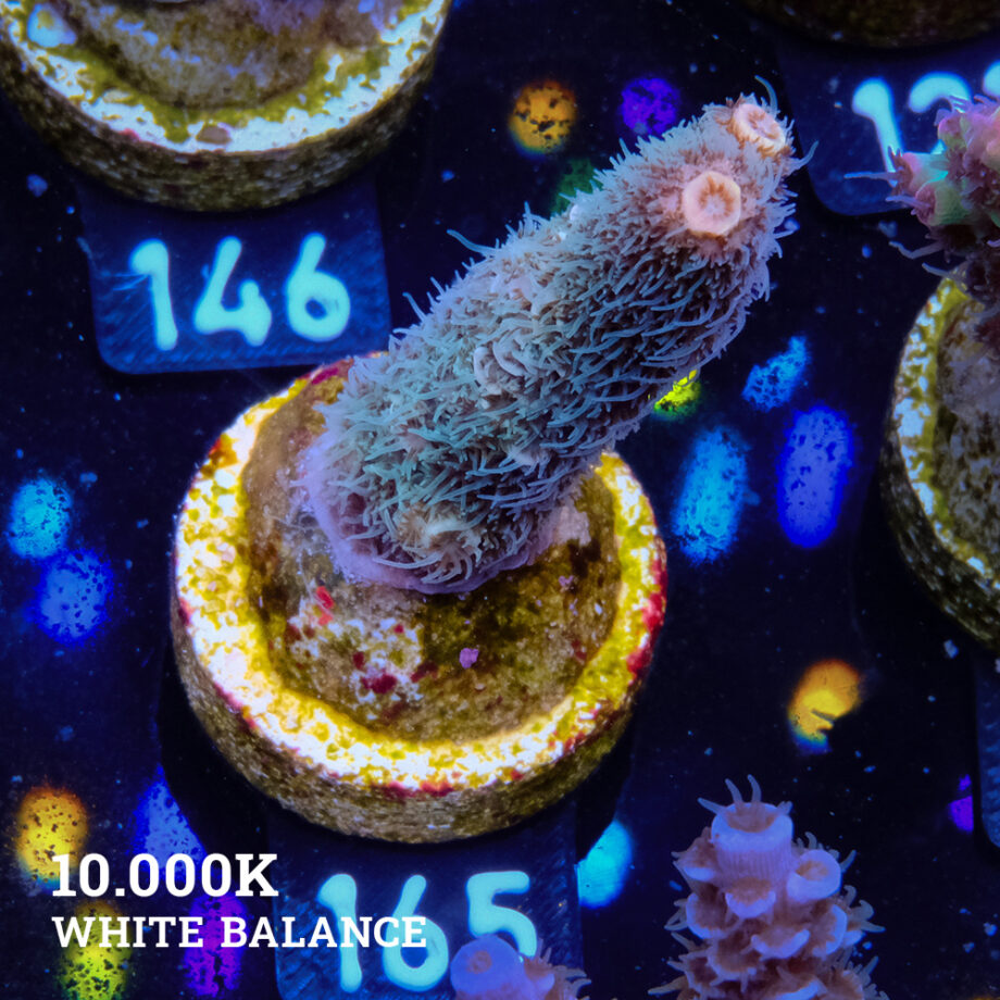 Acropora Millepora 'Extra Fuzzy'
