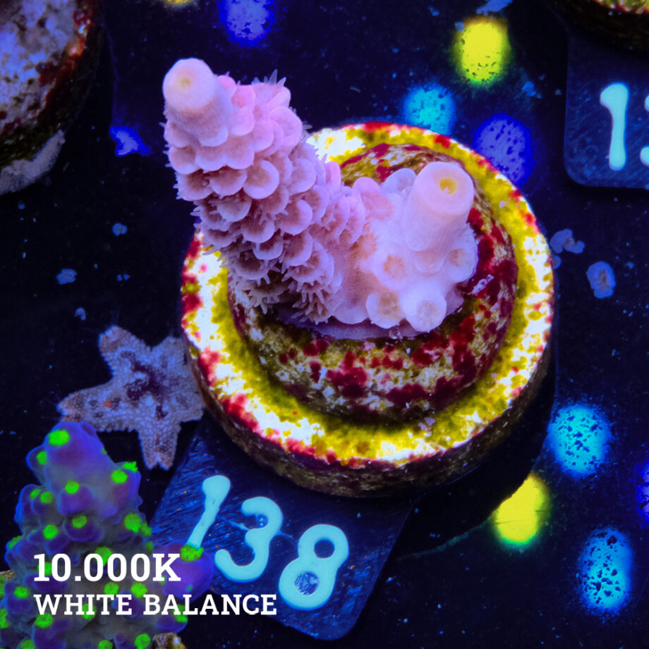 Acropora Tenuis 'Pastel Pink'