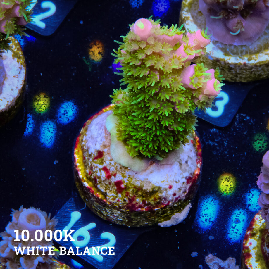 Acropora Abrolhosensis 'Green & Red'