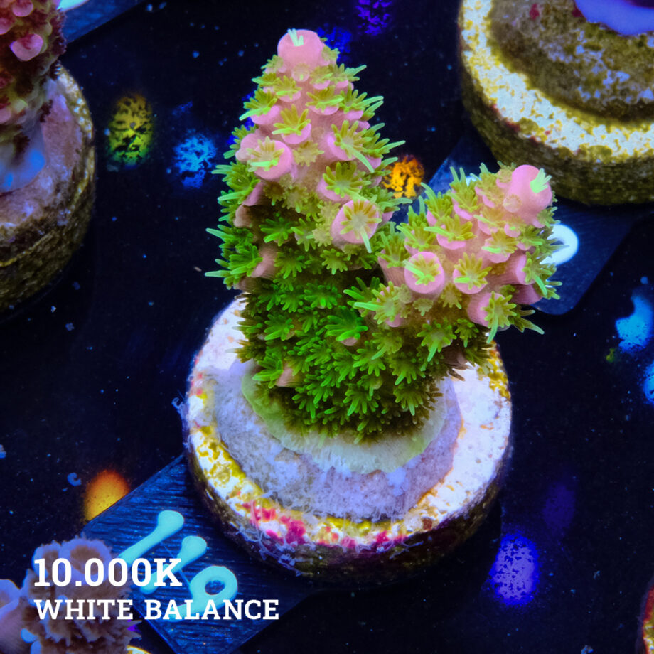 Acropora Abrolhosensis 'Green & Red'