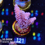 Acropora Tenuis 'Pastel Pink'