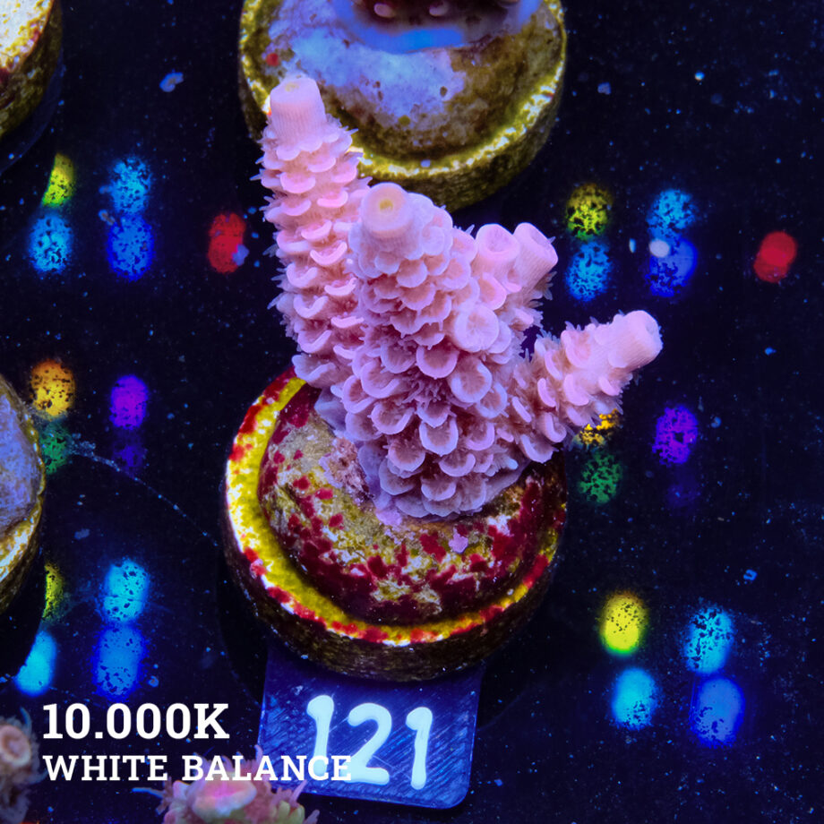 Acropora Tenuis 'Pastel Pink'
