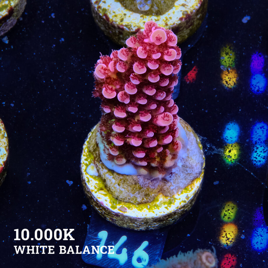 Acropora 'Fluo Bicolor'
