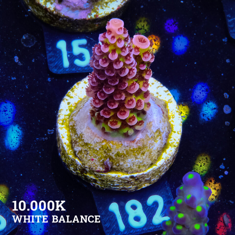 Acropora 'Fluo Bicolor'