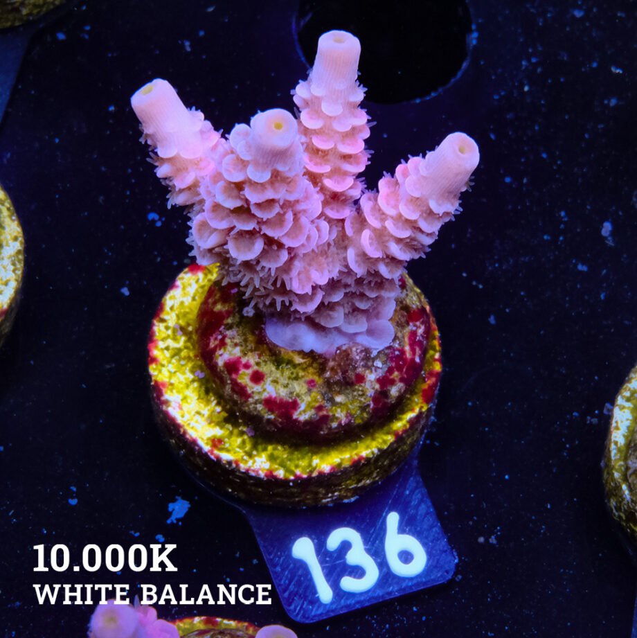Acropora Tenuis 'Pastel Pink'