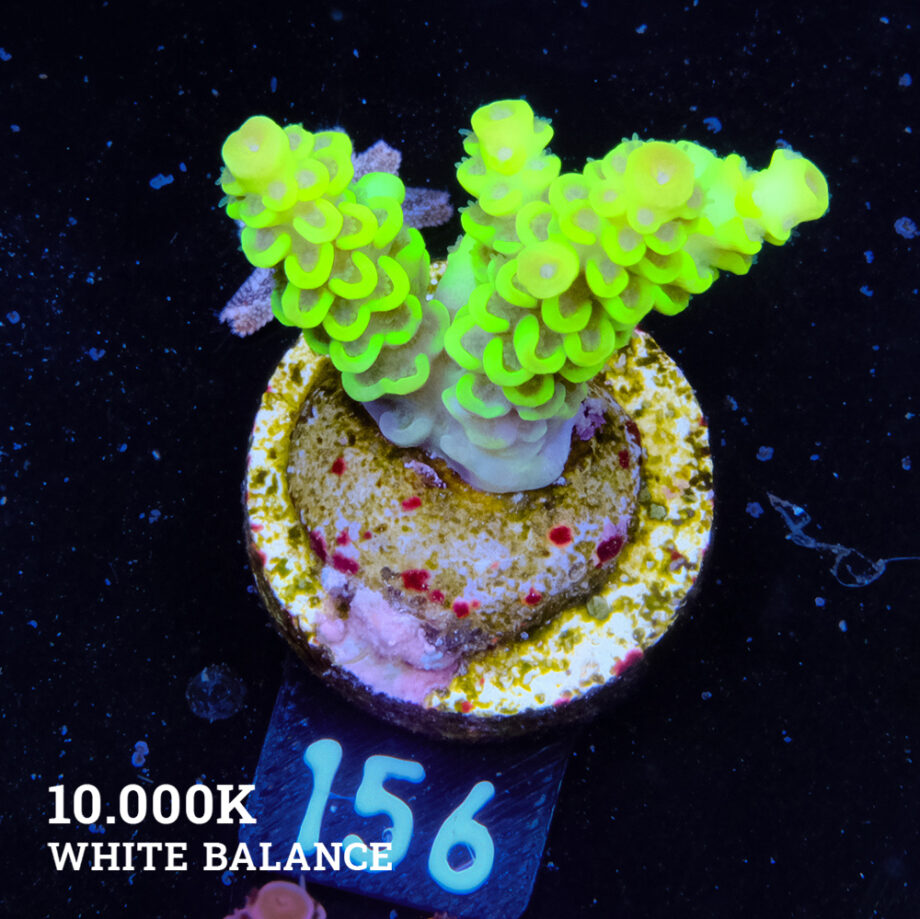 Acropora Tenuis 'Yellow Green'