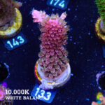 Acropora Abrotanoides 'Bicolor'