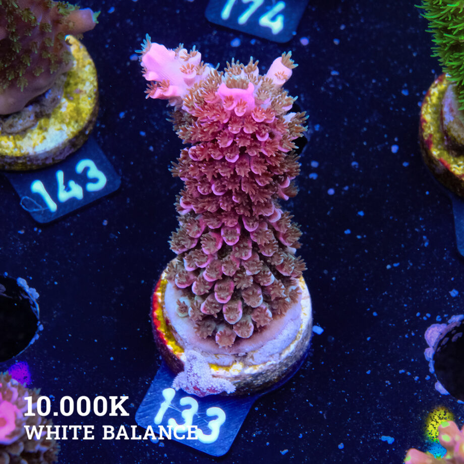 Acropora Abrotanoides 'Bicolor'