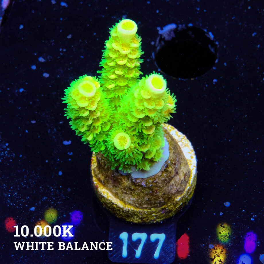 Acropora Tenuis 'Green Rainbow' (arc-en-ciel vert)