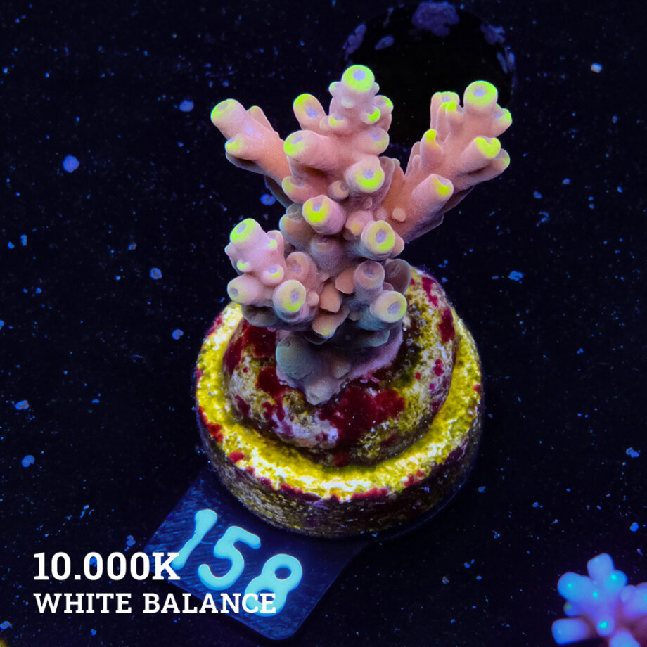 Acropora 'Bali Shorty