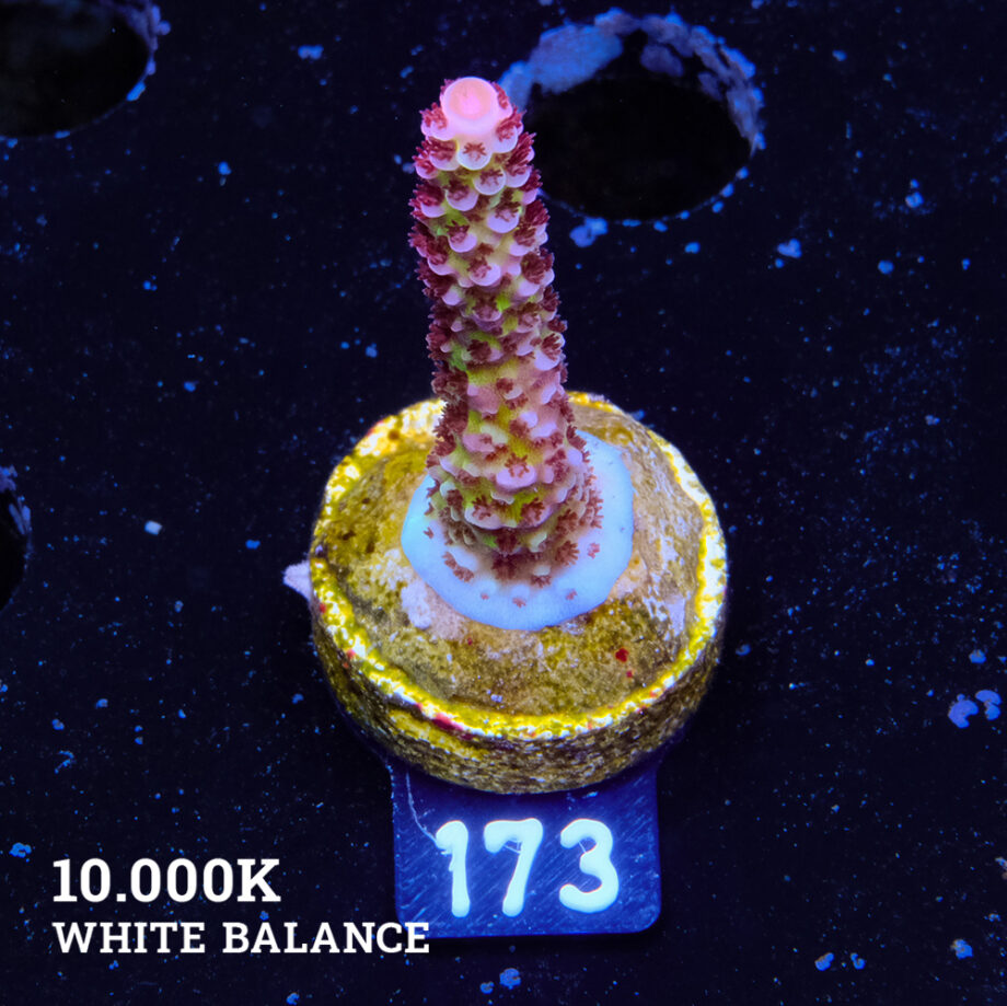 Acropora 'Fluo Bicolor'