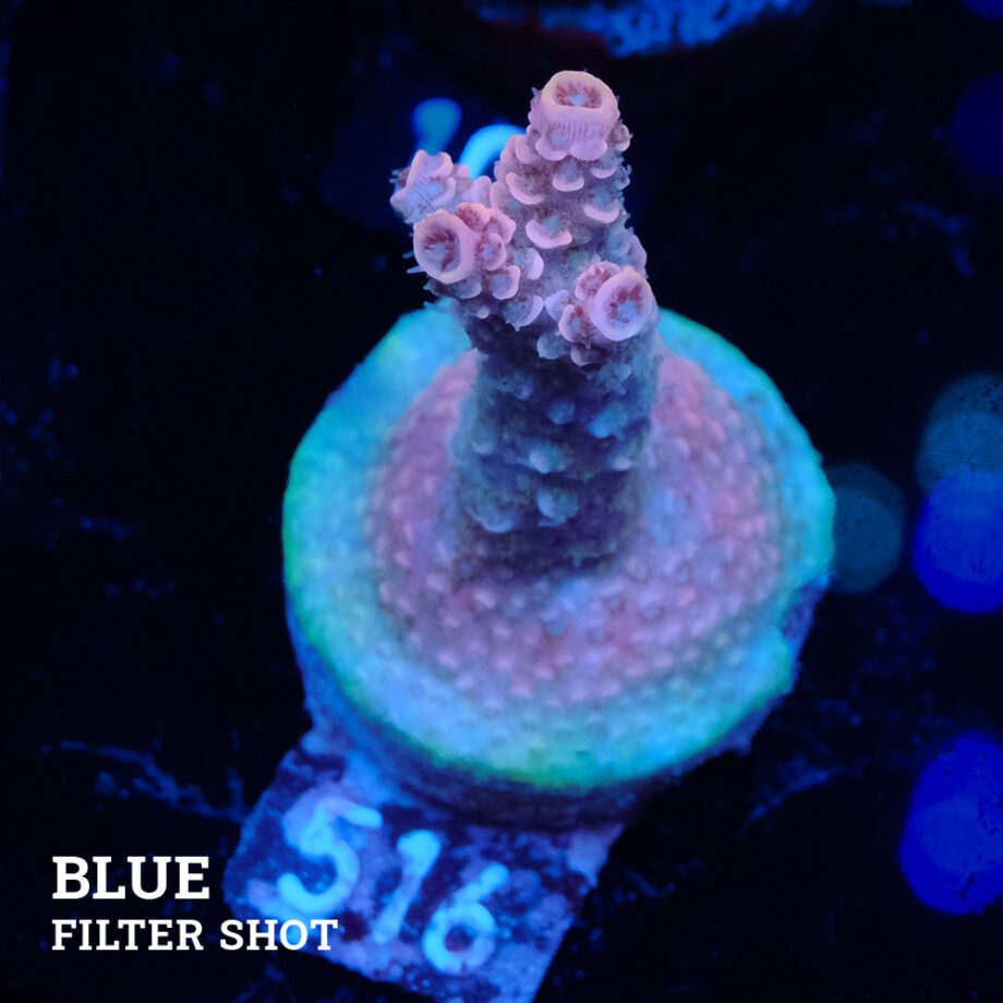 Acropora Millepora B-Ware