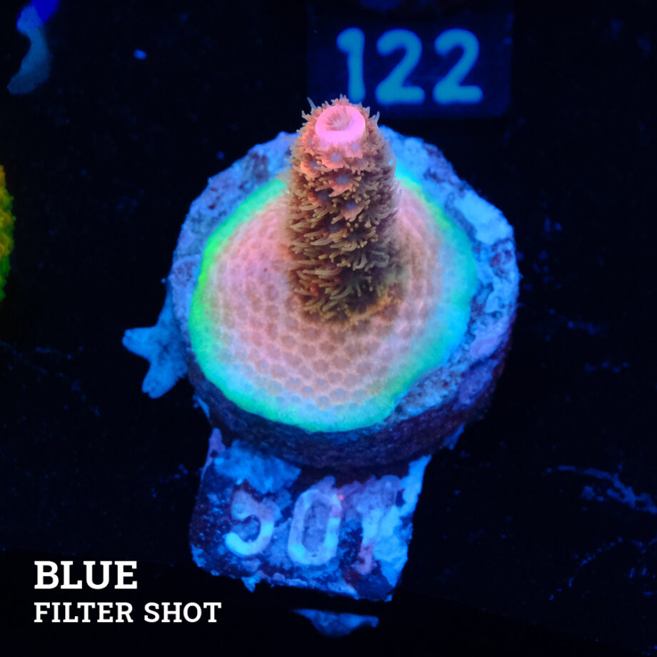 Acropora Millepora 'Pink' B-Ware