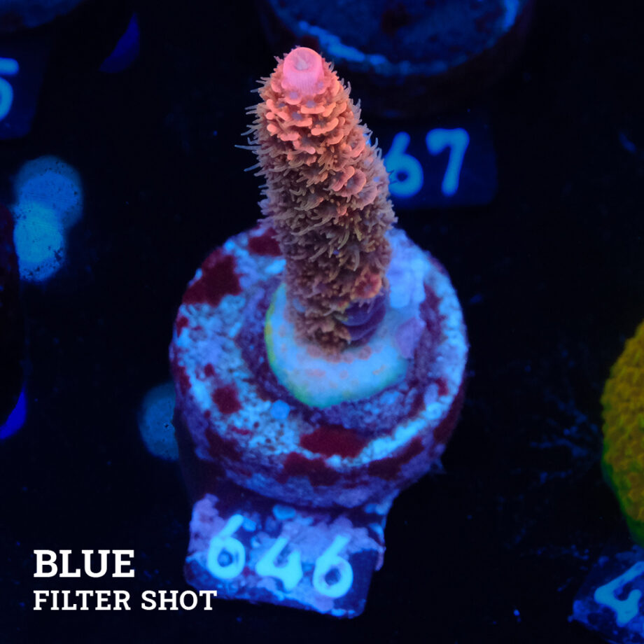 Acropora Millepora 'Rosa