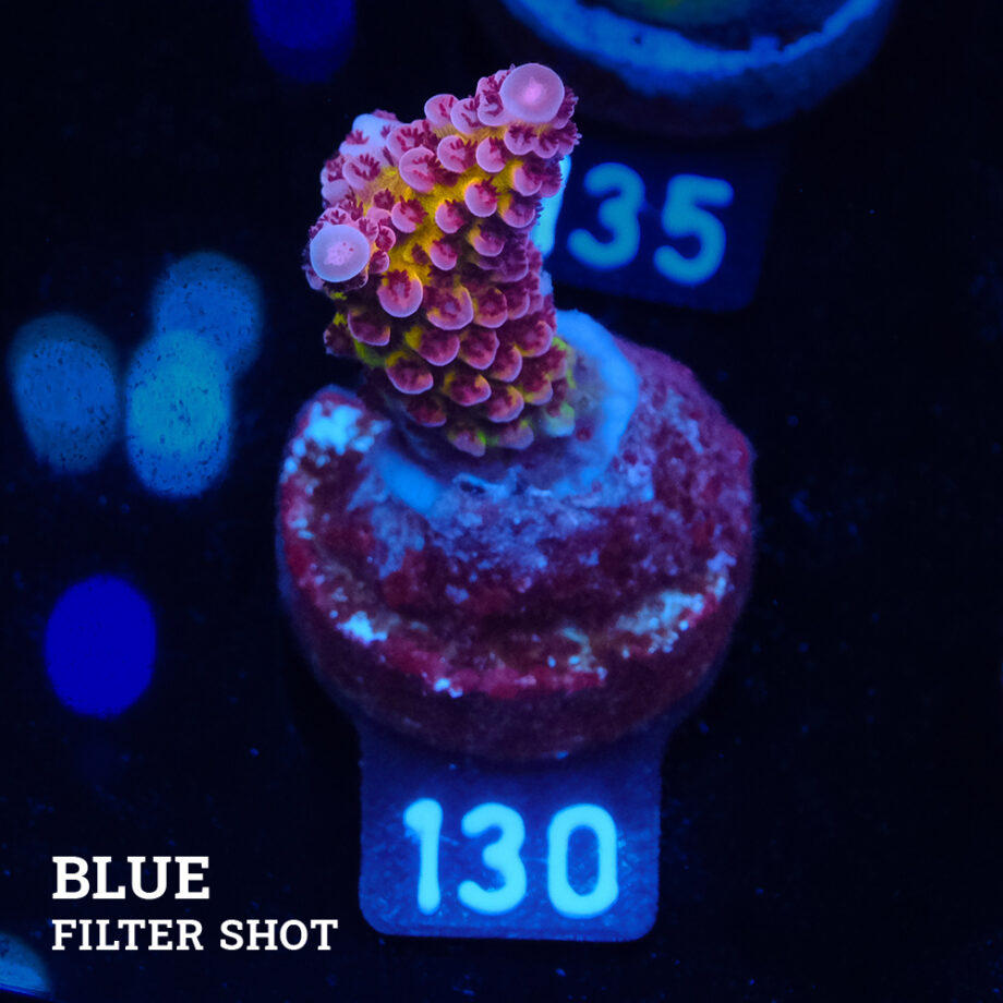 Acropora 'Fluo Bicolor II'