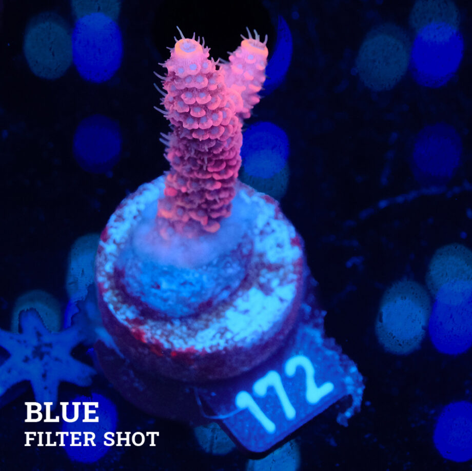 Acropora Millepora 'Pink'