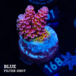 Acropora 'Fluo Bicolor