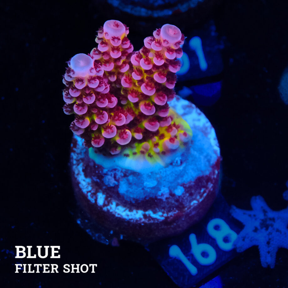 Acropora "Fluo Bicolor