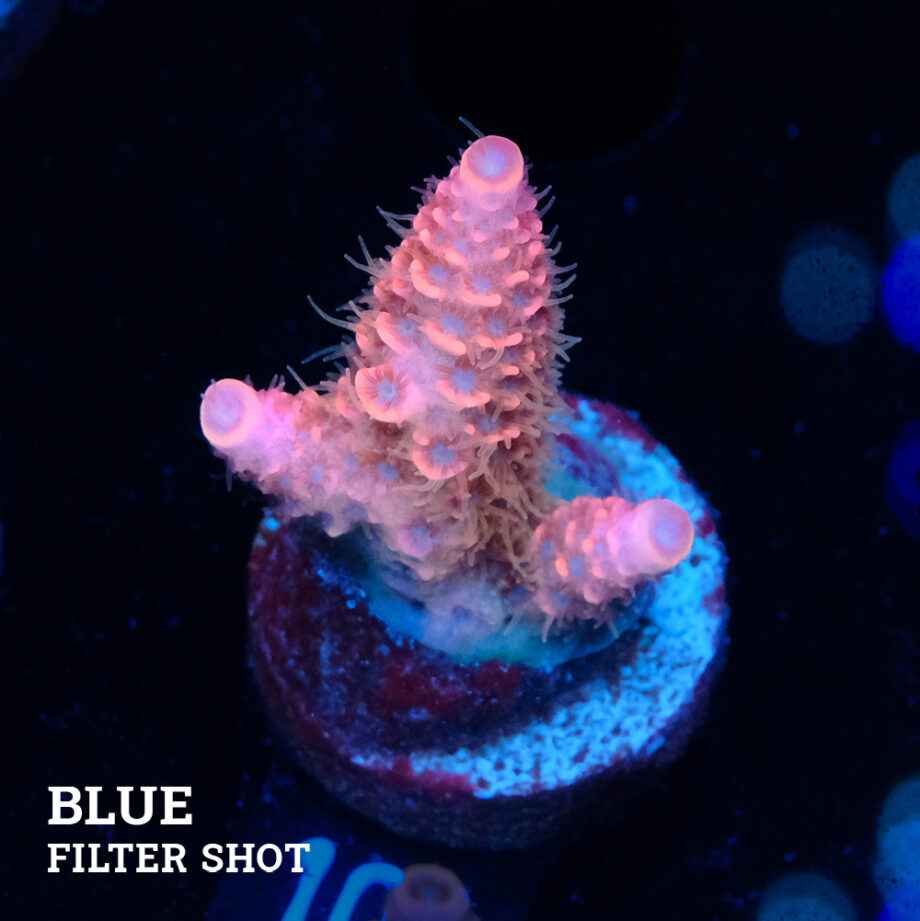 Acropora Millepora 'Pink