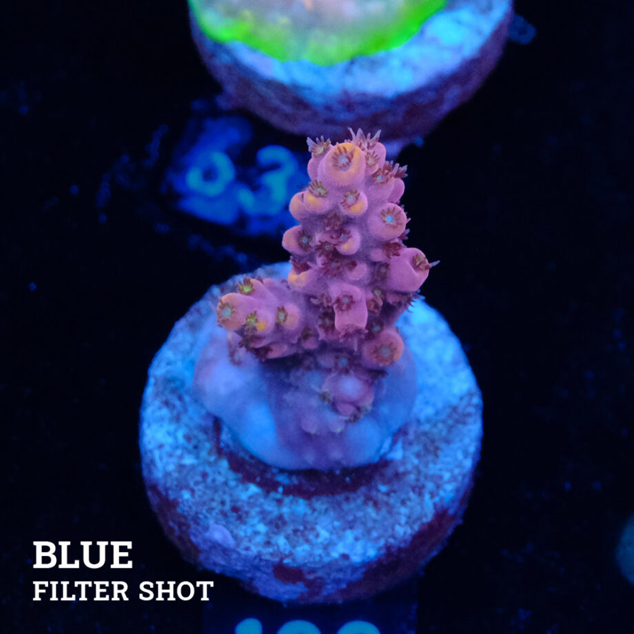 Acropora Rosaria 'Orange Tips'