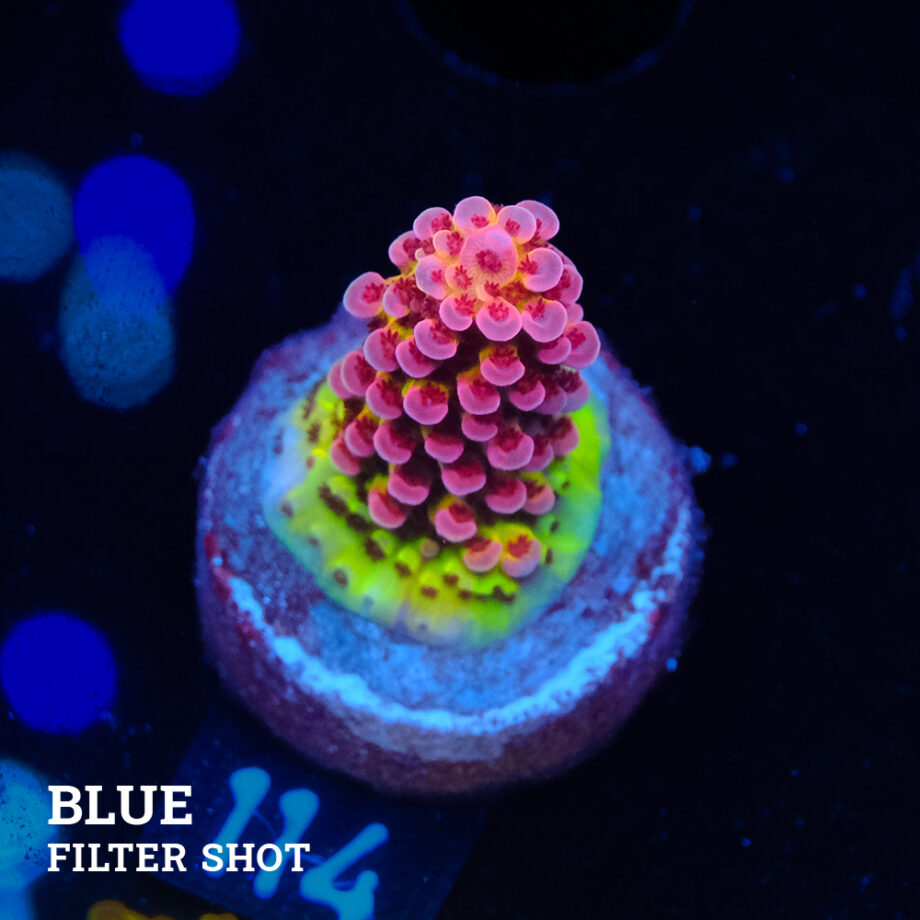 Acropora "Fluo Bicolor