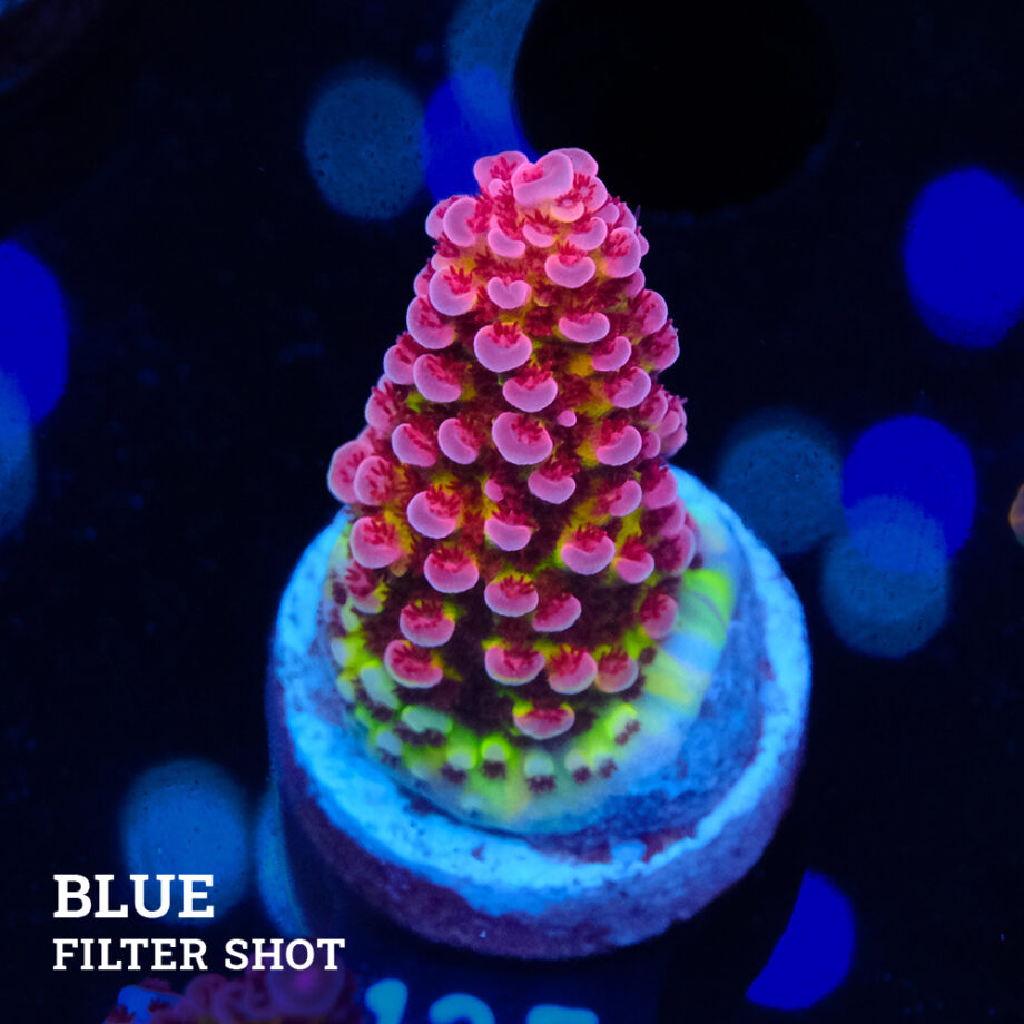 Acropora "Fluo Bicolor