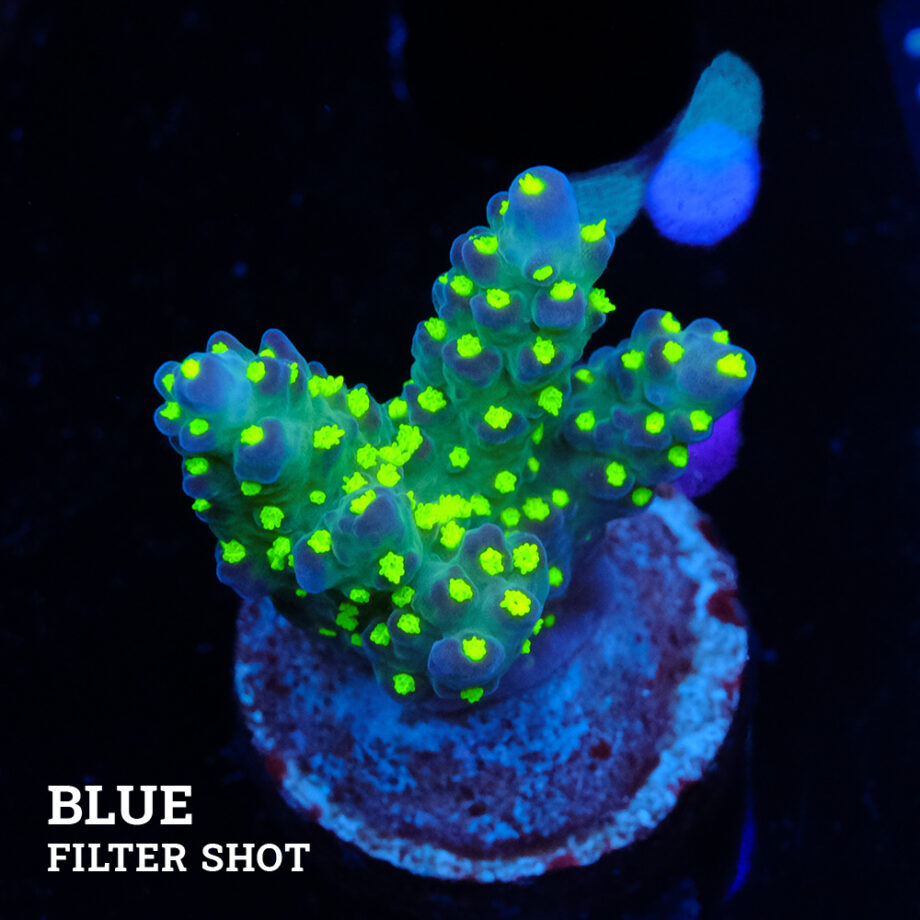 Acropora 'Tricolor