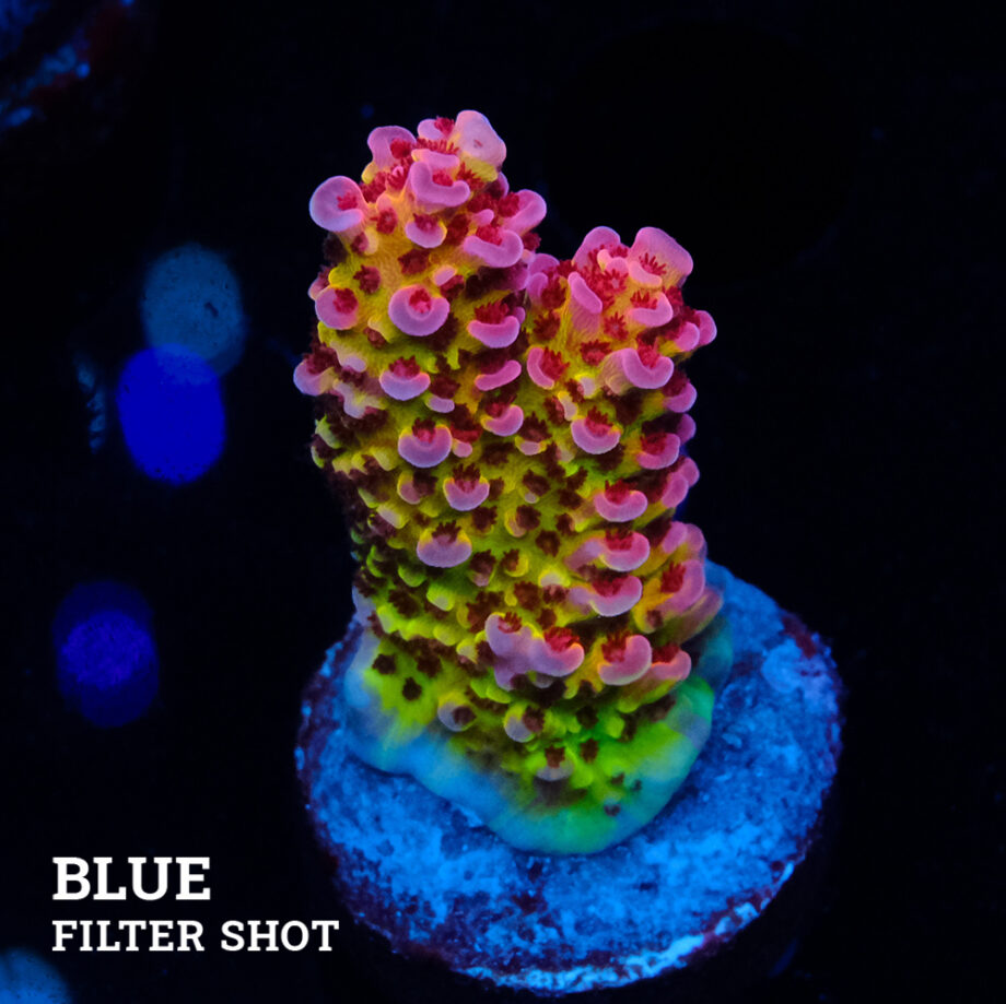 Acropora 'Fluo Bicolor'
