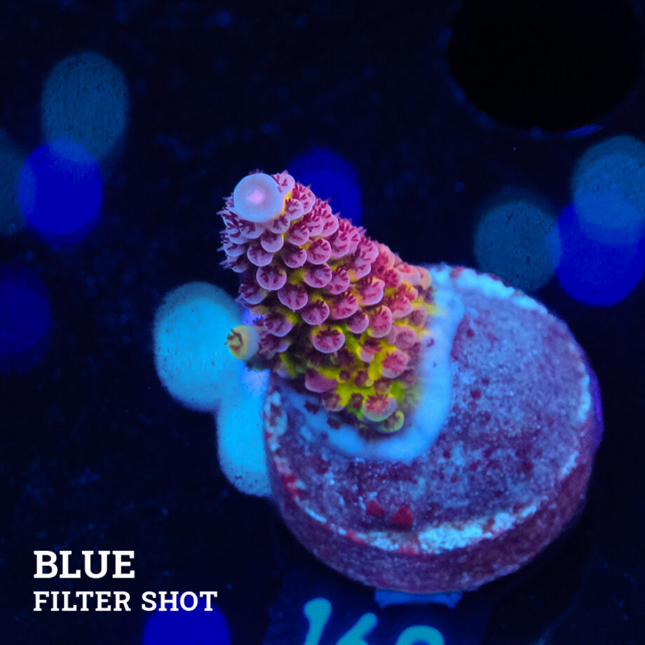 Acropora "Fluo Bicolor