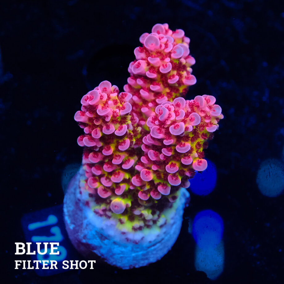 Acropora 'Fluo Bicolor