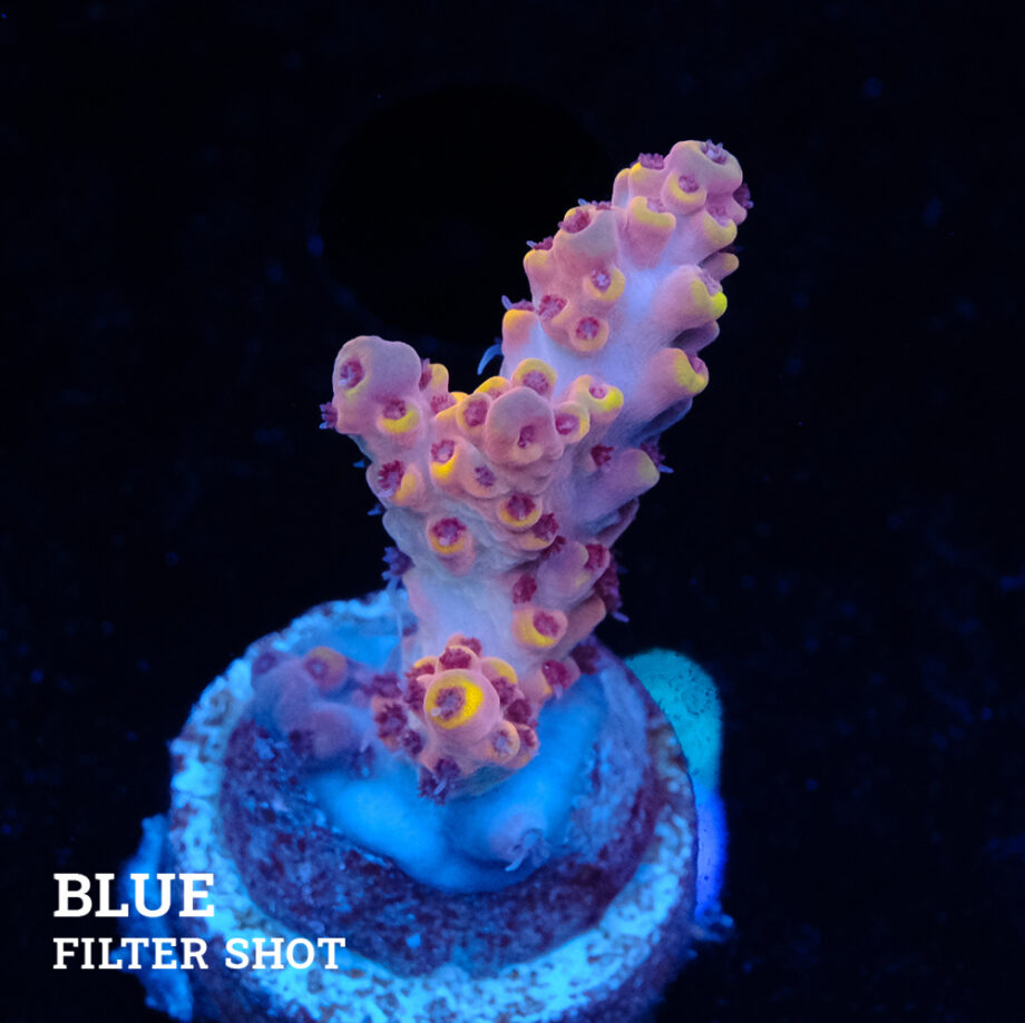 Acropora Rosaria 'Orange Tips'