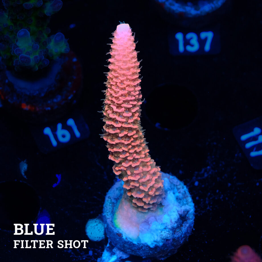 Acropora Millepora 'Rosa