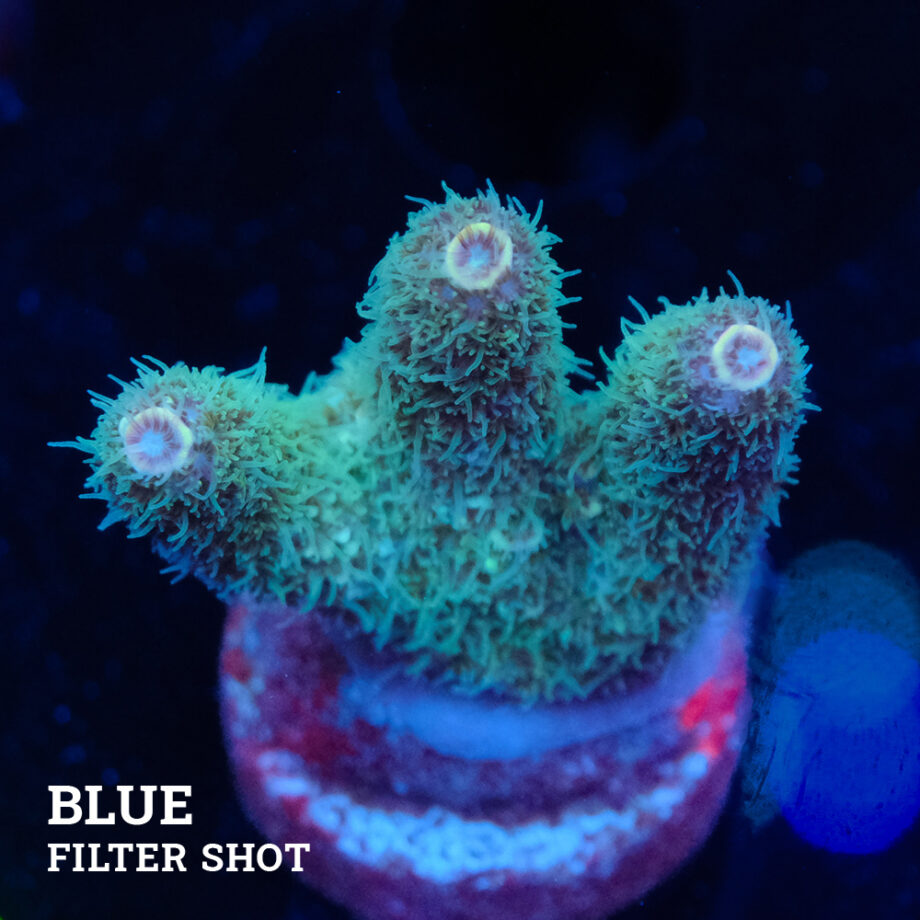 Acropora Millepora