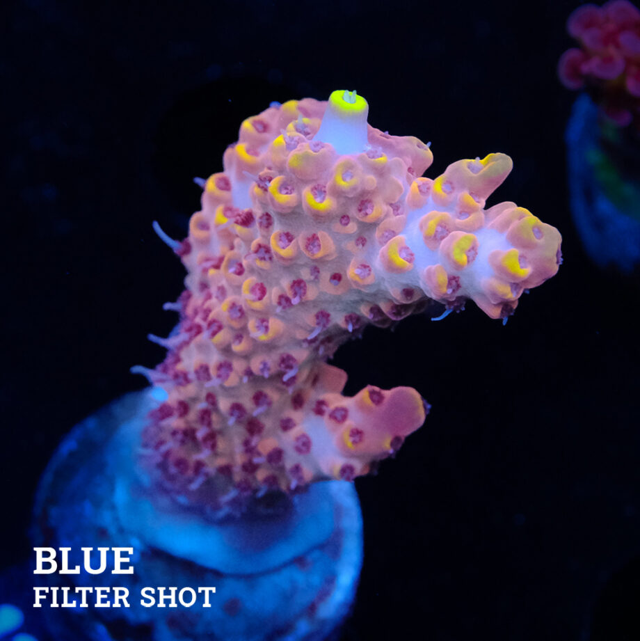 Acropora Rosaria 'Orange Tips'