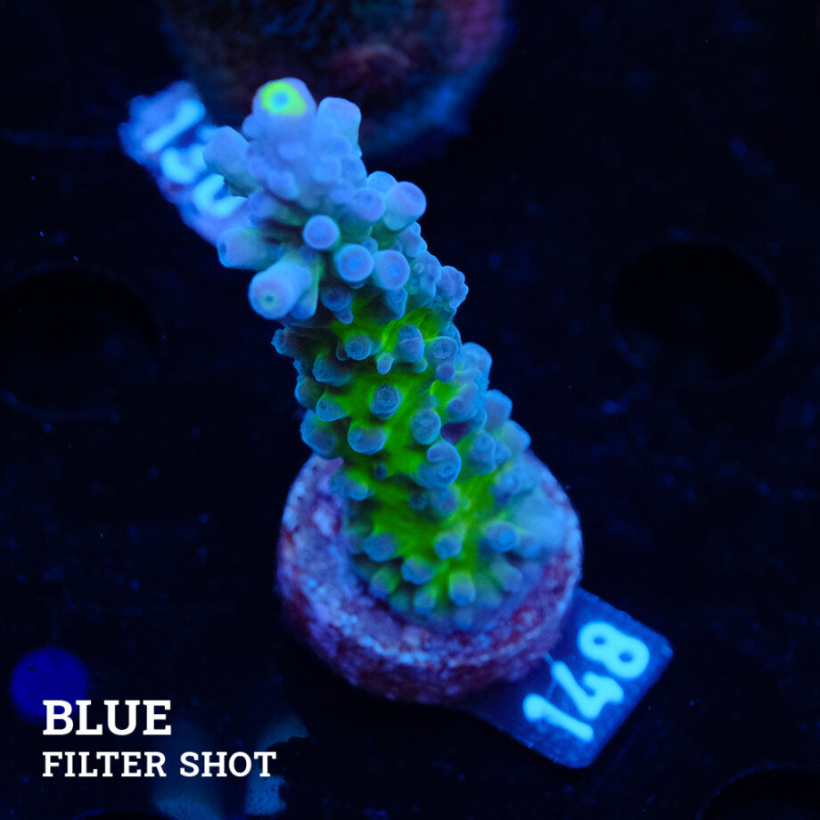 Acropora 'Miyagi Tort'