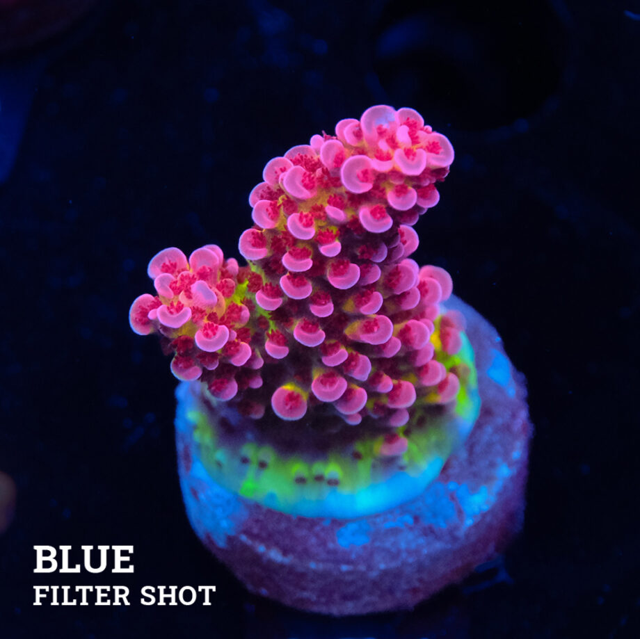 Acropora 'Fluo Bicolor'