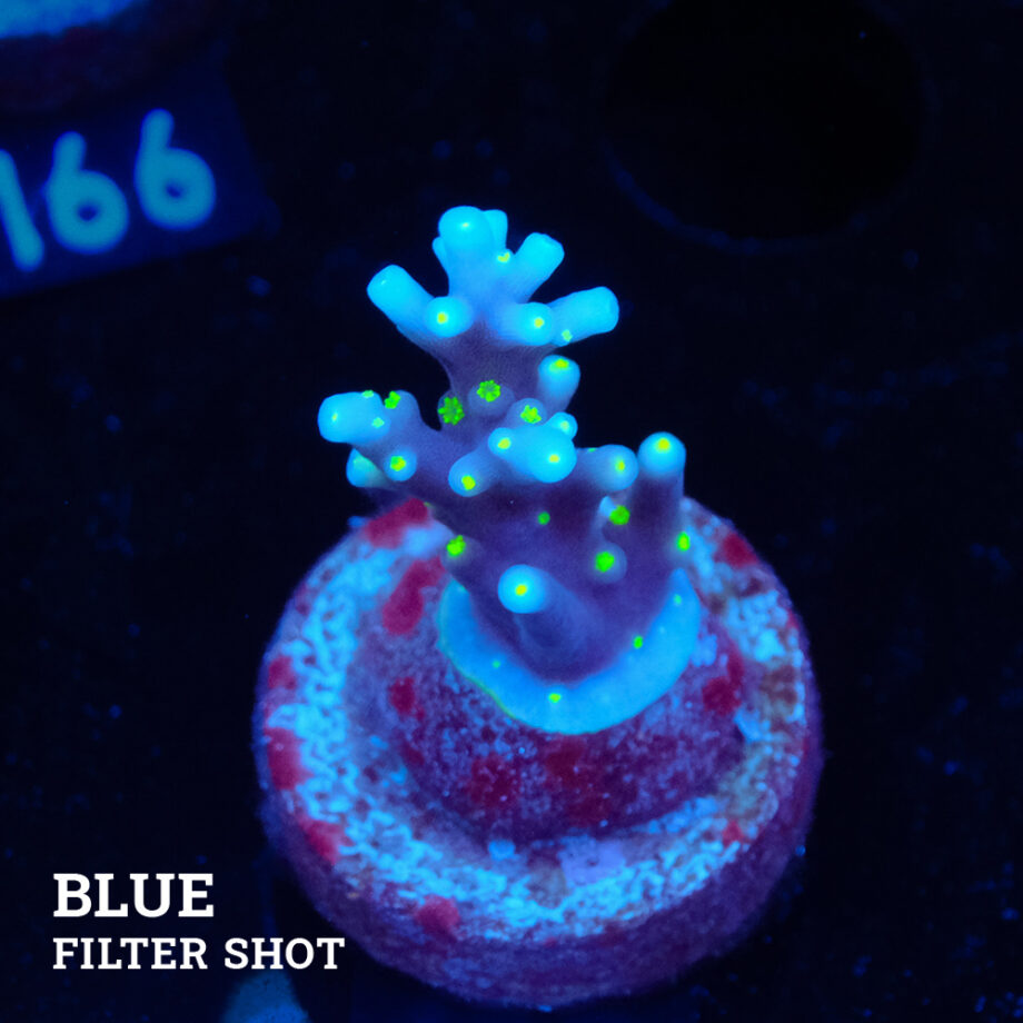 Acropora Carduus 'Tricolor'