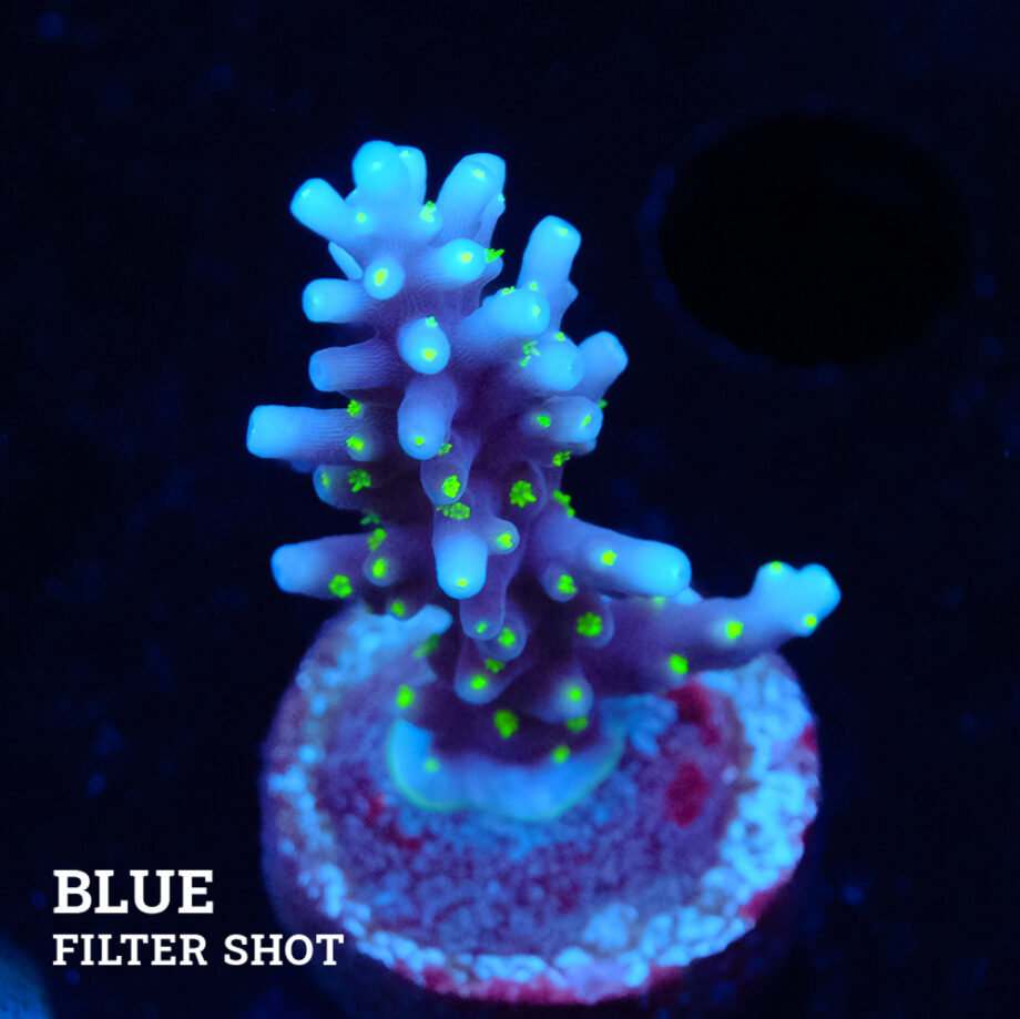 Acropora Carduus 'Tricolor'