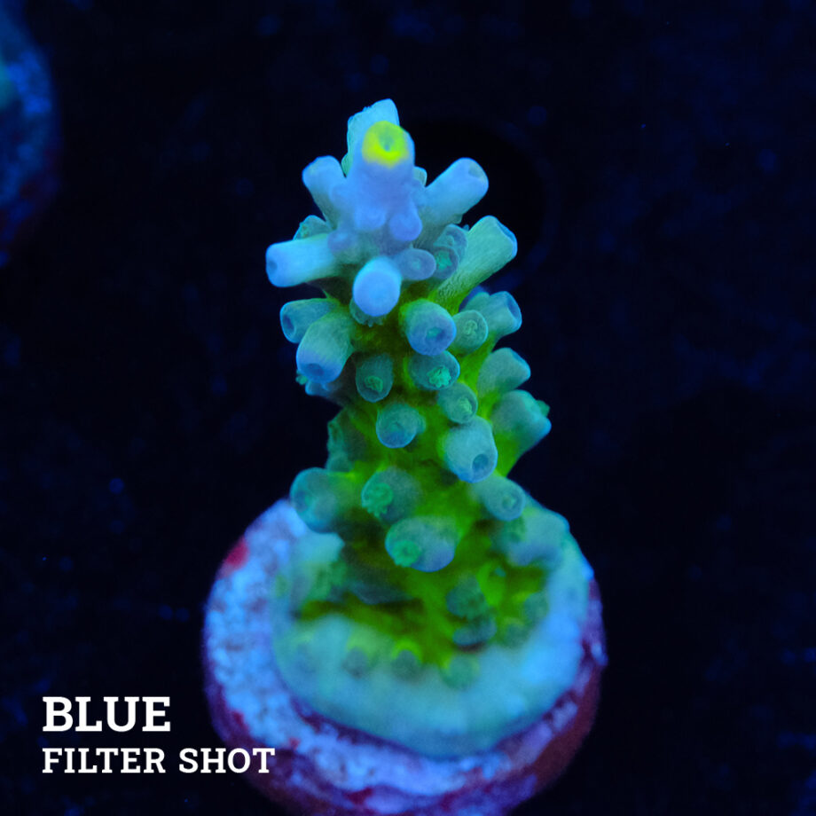 Acropora 'Rainbow Tort'