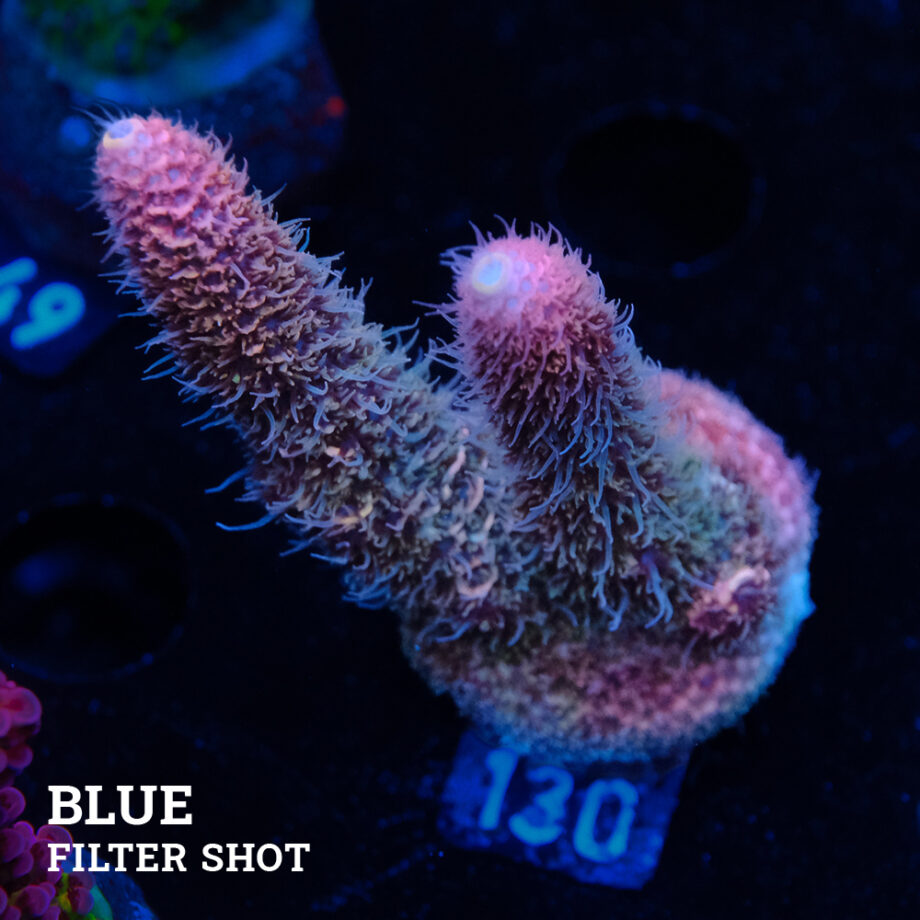 Acropora Millepora 'Pink'