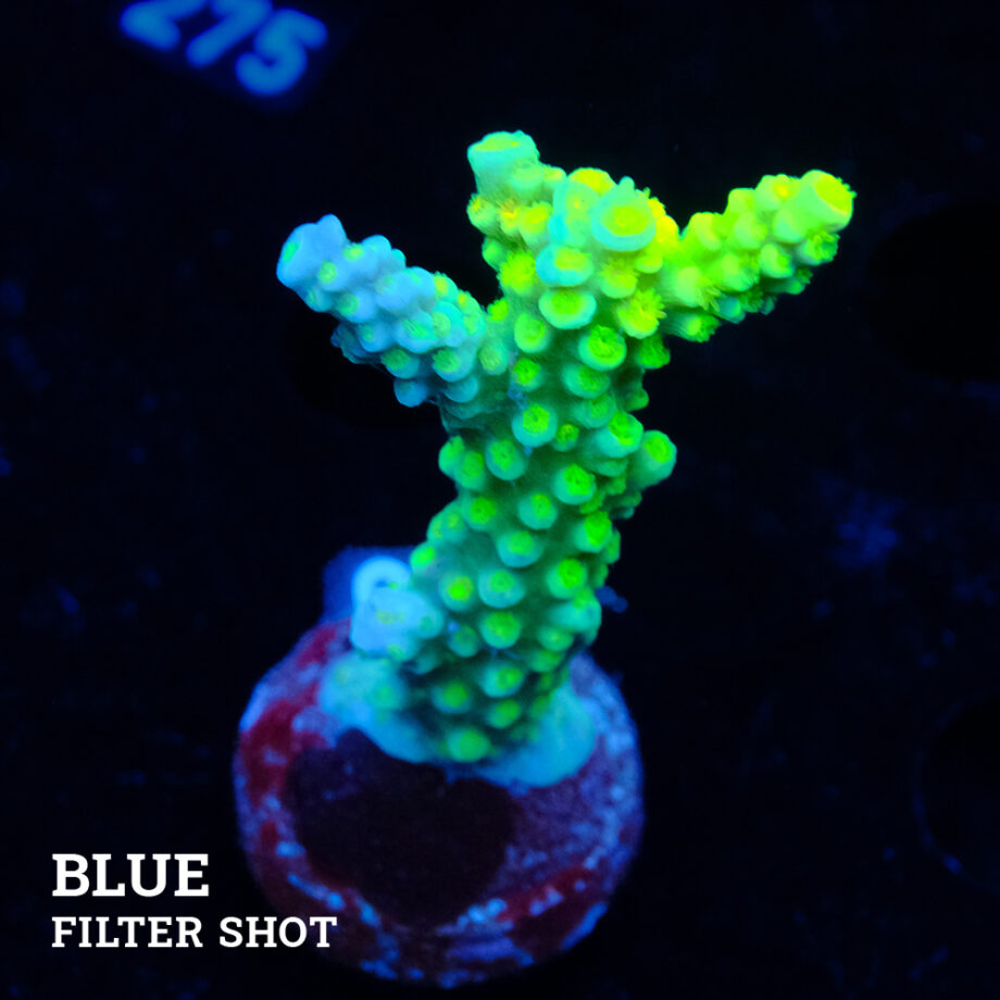 Acropora Tenuis 'Green'