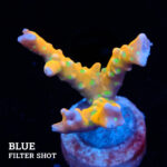 Anacropora 'Tropicana'