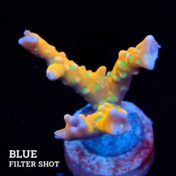Anacropora 'Tropicana