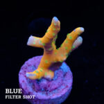 Anacropora 'Tropicana'