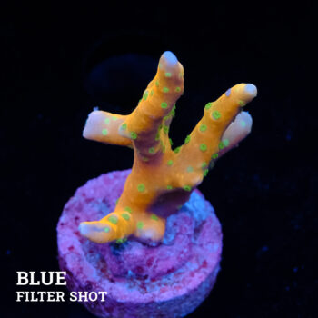 Anacropora 'Tropicana